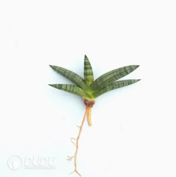 Sansevieria Mini Boncel seedling 2pieces - Image 1