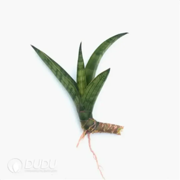 Sansevieria Java - Image 1