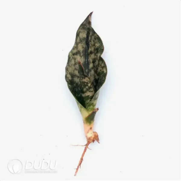 1756115204-1-2283.webp Sansevieria dead leaves - Image 1