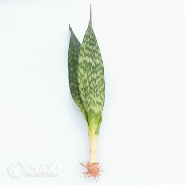 Sansevieria Jiabao - Image 1