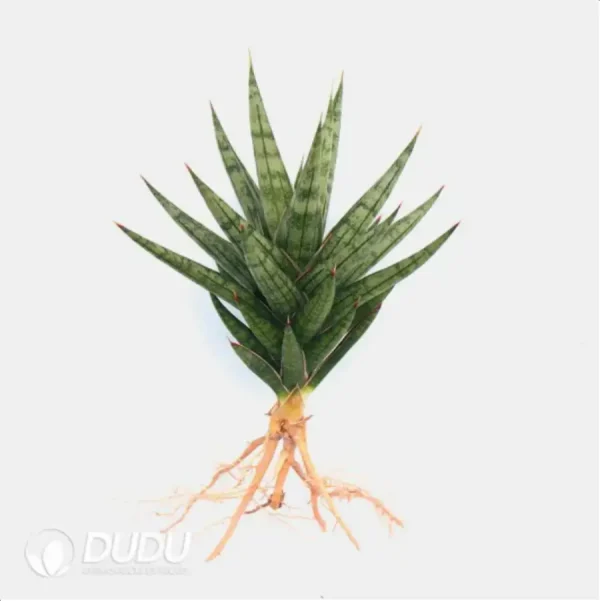 Sansevieria Fox tails - Image 1
