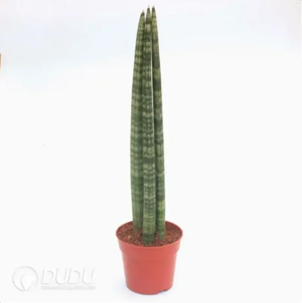Sansevieria stuckyi 3pcs - Image 1