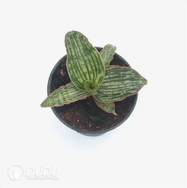 Sansevieria Cleopatra - Image 1