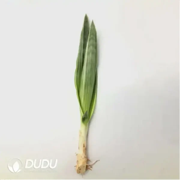 Sansevieria trifasciata Bantels Sensation - Image 1