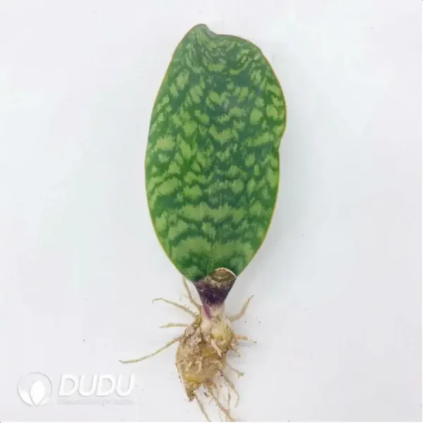 Sansevieria green masoniana - Image 1