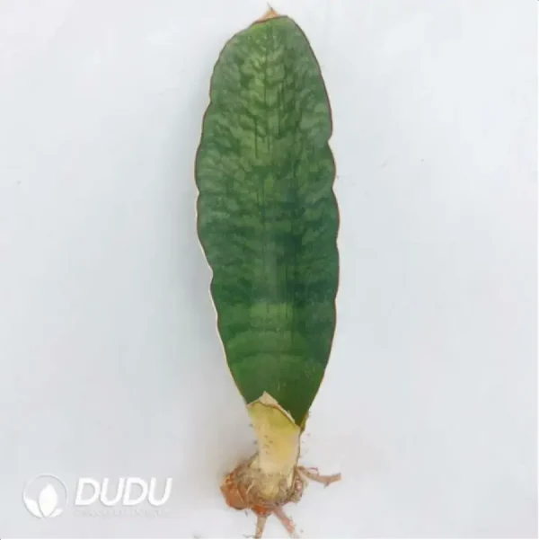 Sansevieria large baseball bat - Image 1