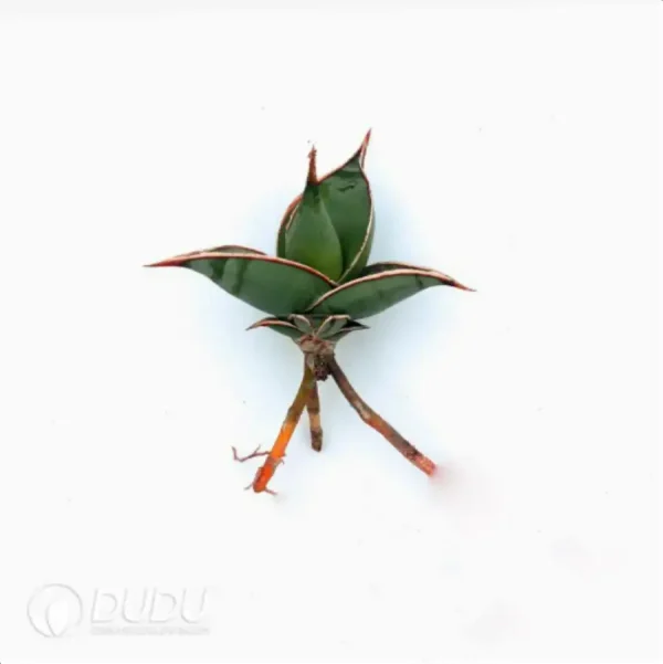 Sansevieria Pacers plantlet - Image 1