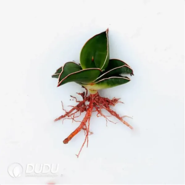 Sansevieria Samurai Dwarf - Image 1