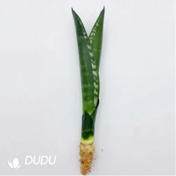 Sansevieria Whitney - Image 1
