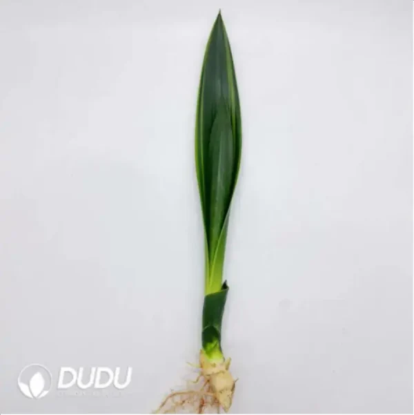 Sansevieria Black Gold/Black Jade - Image 1