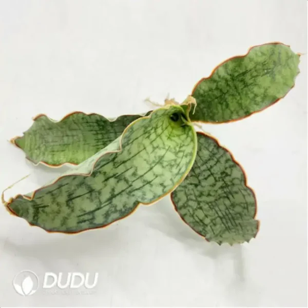 1756115220-1-2266.webp Sansevieria Tiger/ Drangon Wings - Image 1