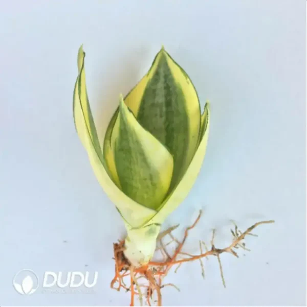 Sansevieria Honey buds 3pcs - Image 1