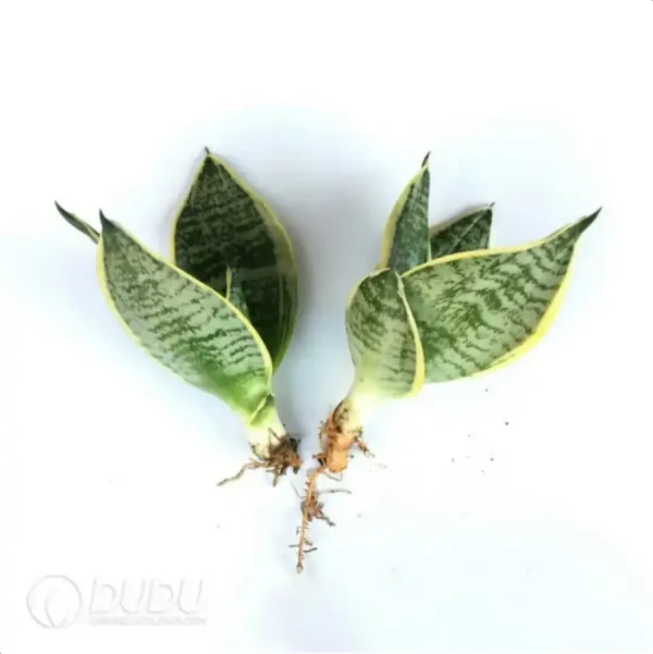 Sansevieria trifasciata 'Laurentii' 3pcs - Image 1