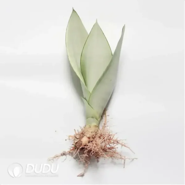 1756115225-1-2260.webp Sansevieria Moonshine 3pcs - Image 1