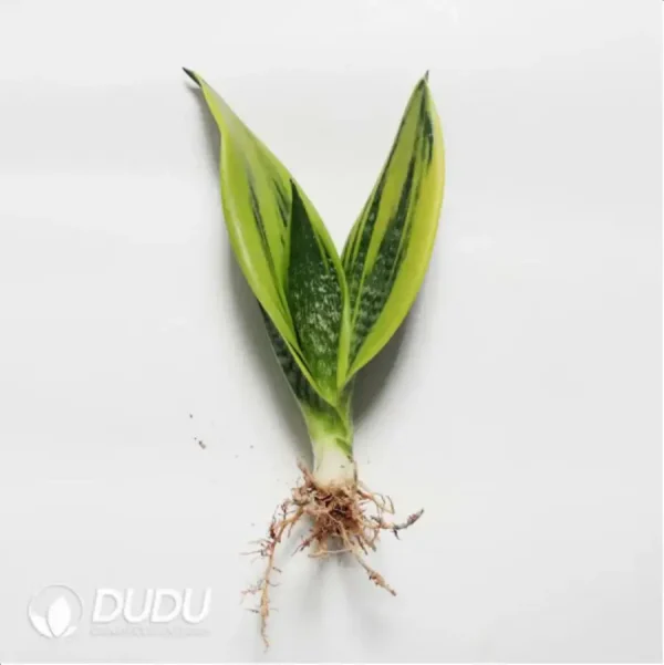 Sansevieria Golden Flame Buds 3pcs - Image 1