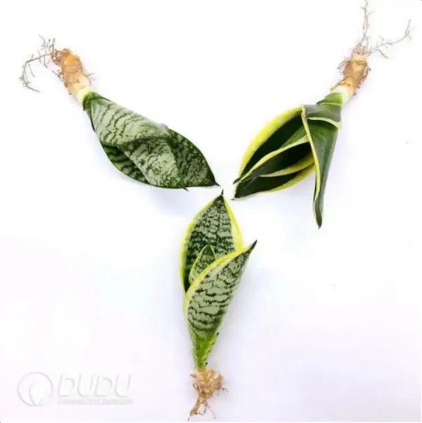 aoba+Sansevieria trifasciata 'Golden Hahnii'+ Sansevieria trifasciata var. laurentii - Image 1