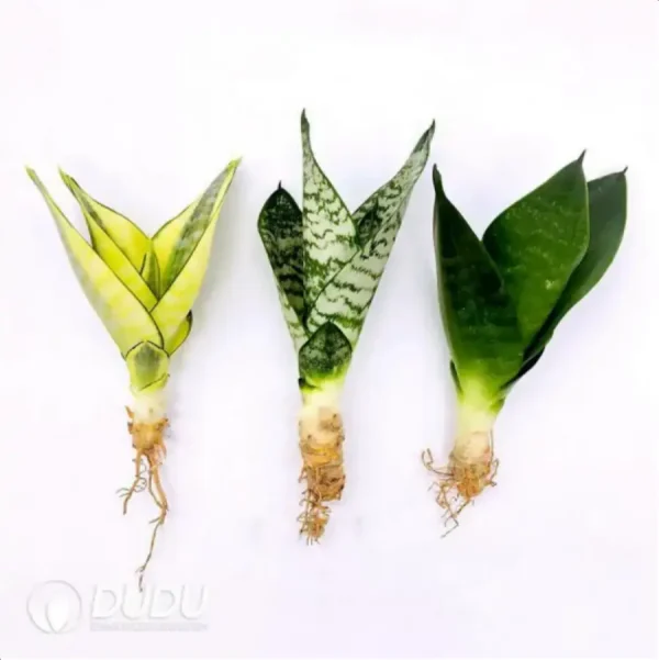 Sansevieria Honey+ aoba + Black King Kong - Image 1