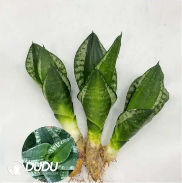 Sansevieria Whitney 3pcs - Image 1