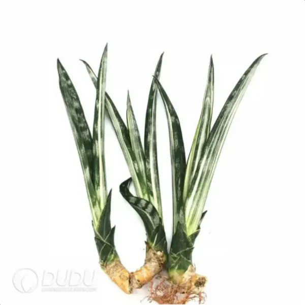 Sansevieria Bantel's Sensation - Image 1