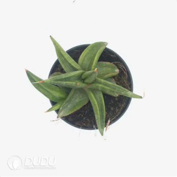 1756115231-1-2254.webp Sansevieria patens - Image 1