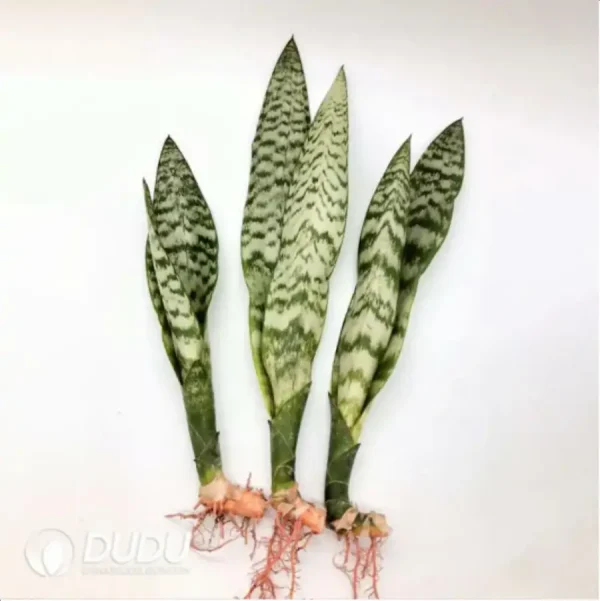 1756115232-1-2253.webp Sansevieria trifasciata 'Bantels Sensation' 3pcs - Image 1