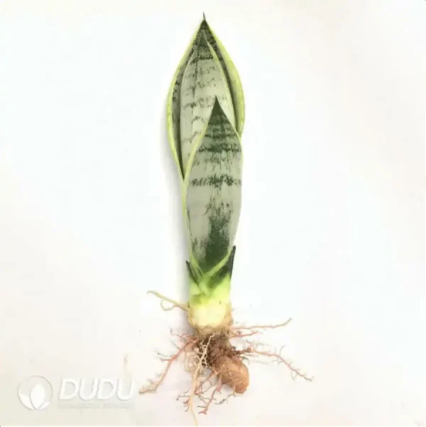 Sansevieria Snow White 3pcs - Image 1