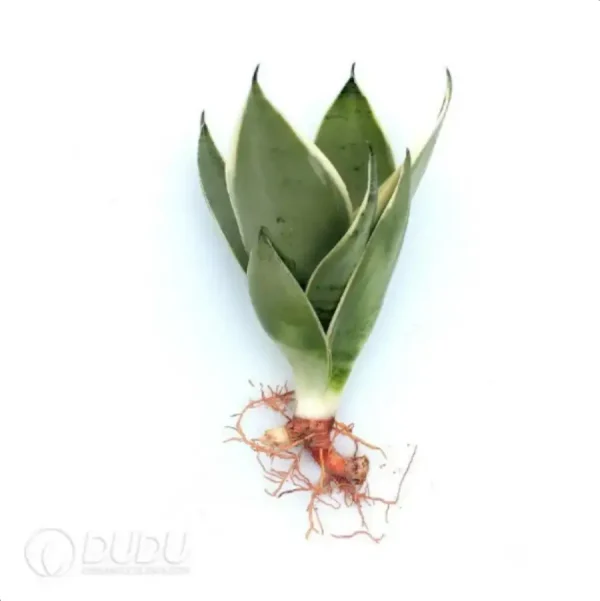 1756115235-1-2250.webp Sansevieria trifasciata ' Laurentii' 3pcs - Image 1