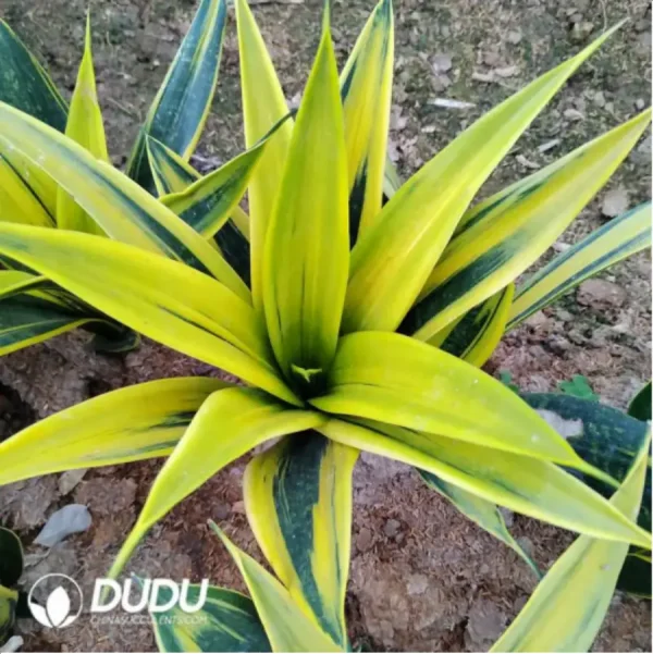 Sansevieria Golden Orchid Mother Parent - Image 1