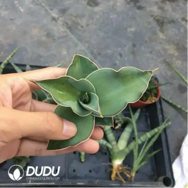 Sansevieria Sword leaf warrior seedling - Image 1