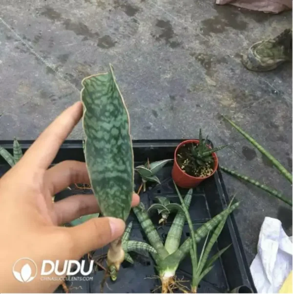 Sansevieria Original treasure mirror seedling - Image 1