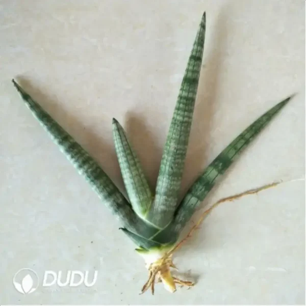 Sansevieria cylindrica var. patula 'boncel' seedling - Image 1