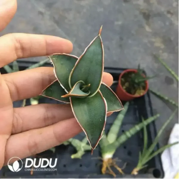 Sansevieria Power seedlings - Image 1