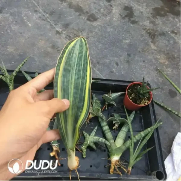 Sansevieria Masoniana seedlings - Image 1