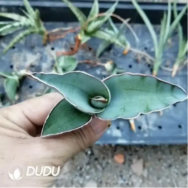 Sansevieria Incorruptible warrior seedlings - Image 1