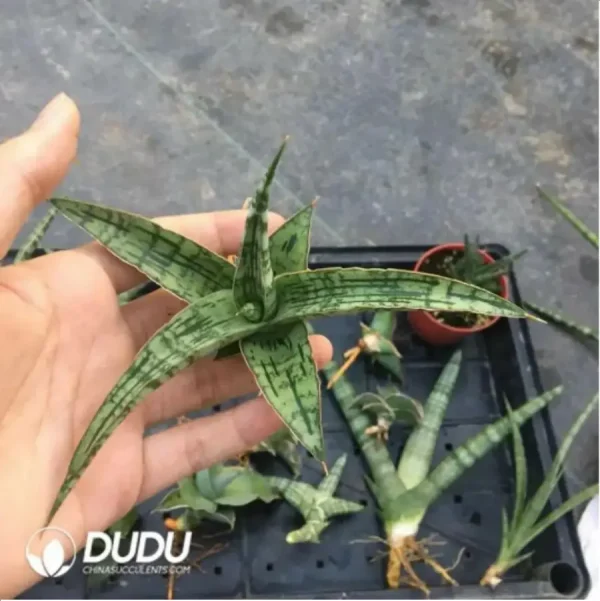 Sansevieria Crocodile Rock seedlings - Image 1