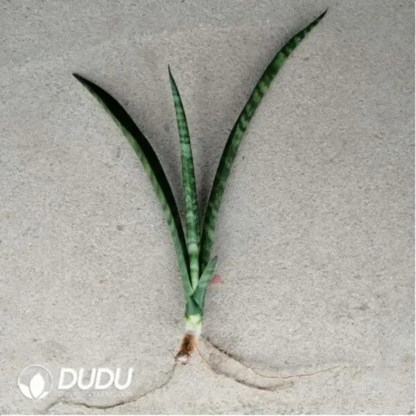 Sansevieria Javan seedlings - Image 1