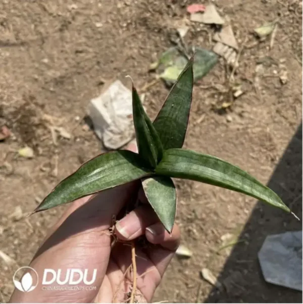 Sansevieria Bull Devil seedlings - Image 1