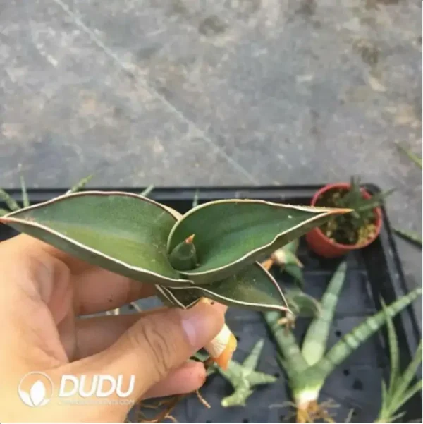 Sansevieria Rose Warrior seedlings - Image 1