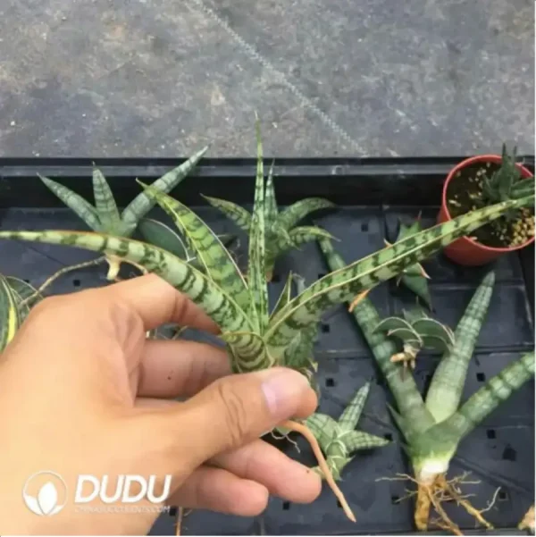 Sansevieria white snake seedlings - Image 1