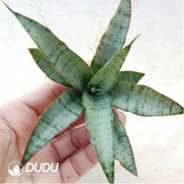 Sansevieria pink banana seedlings - Image 1