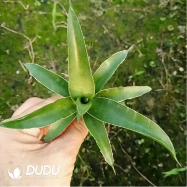 Sansevieria green banana seedlings - Image 1