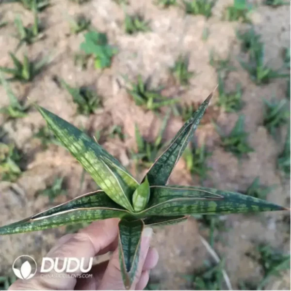 Sansevieria west wind seedlings - Image 1