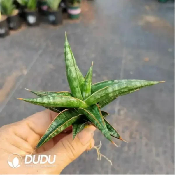 Sansevieria lobule - Image 1
