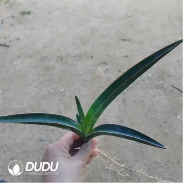 Sansevieria Callinectes sapidus - Image 1