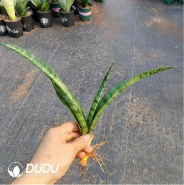 Sansevieria Dwarf Tree - Image 1