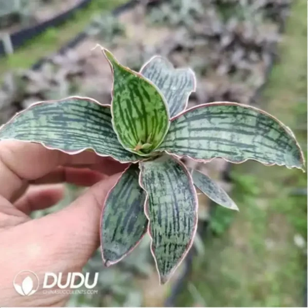 Sansevieria Cleopatra - Image 1