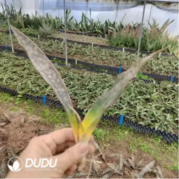 Sansevieria Withered leaves - Image 1