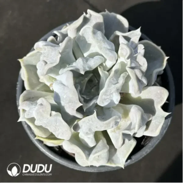 Echeveria Thriller Pearl - Image 1