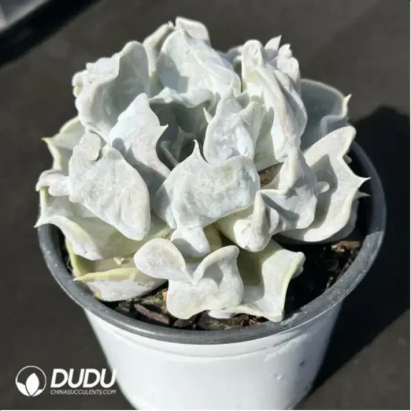 Echeveria Thriller Pearl - Image 2