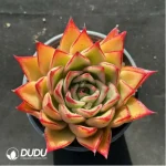 Echeveria Mrs. Pan